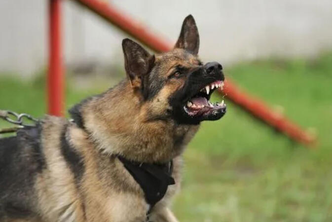 Georgia Dog Bite Injuries